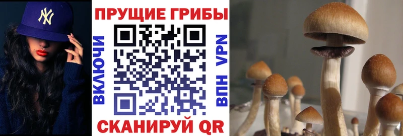 где продают   omg tor  Псилоцибиновые грибы Magic Shrooms  Циолковский 